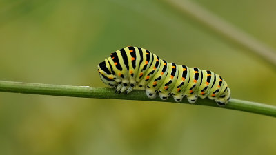 Koninginnenpage / Papilio machaon