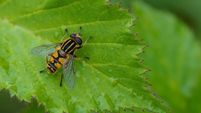 Gewone pendelvlieg / Helophilus pendulus