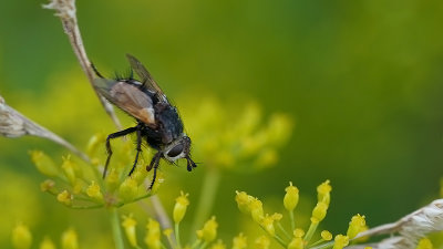 Peleteria rubescens