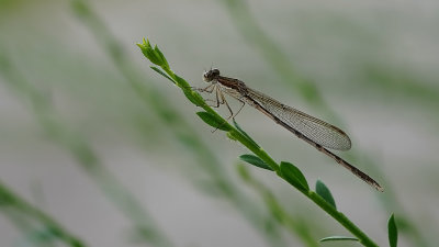 Bruine winterjuffer / Sympecma fusca