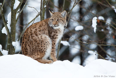 Lynx lynx / Europese lynx