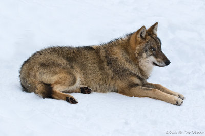 Canis lupus / Wolf