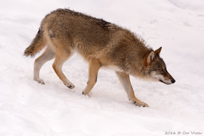 Canis lupus / Wolf