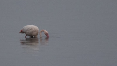 Phoenicopterus roseus / Gewone flamingo