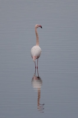 Phoenicopterus roseus / Gewone flamingo