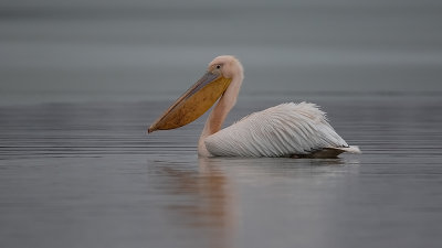 Pelecanus onocrotalus / Roze pelikaan