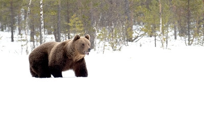 Europese bruine beer / Ursus arctos arctos