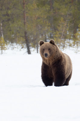 Europese bruine beer / Ursus arctos arctos
