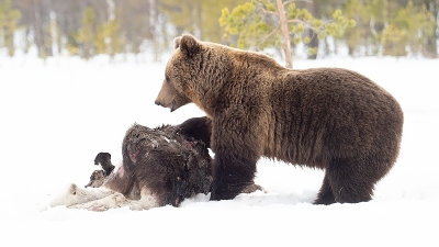 Europese bruine beer / Ursus arctos arctos