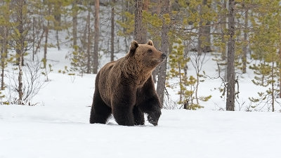 Europese bruine beer / Ursus arctos arctos