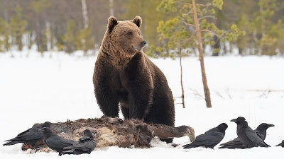 Europese bruine beer / Ursus arctos arctos