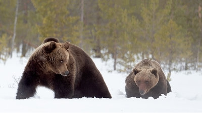 Europese bruine beer / Ursus arctos arctos
