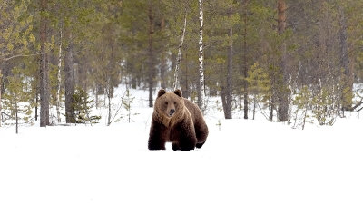Europese bruine beer / Ursus arctos arctos