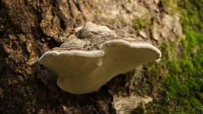 Echte tonderzwam / Fomes formentarius