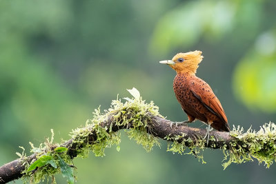 Chestnut-colored Woodpecker / Kastanjespecht