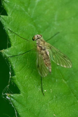 Geelpoot-goudlokje / Chrysopilus asiliformis