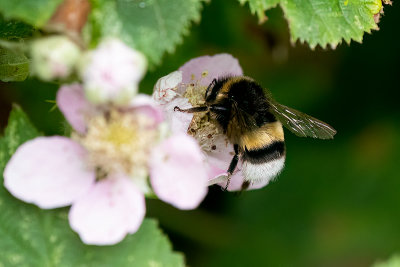 Aardhommel / Bombus terrestris