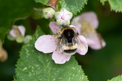 Aardhommel / Bombus terrestris