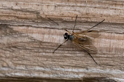 Kleine snipvlieg / Rhagio lineola