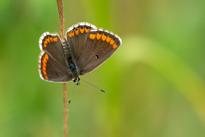 Bruin blauwtje / Aricia agestis