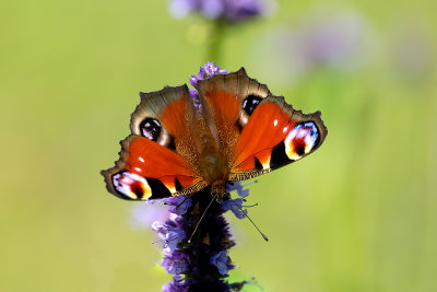 Dagpauwoog / Aglais io