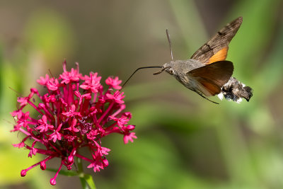 Kolibrievlinder / Macroglossum stellatarum