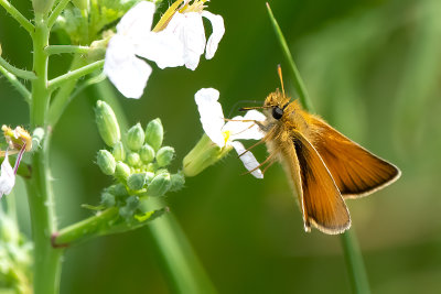 Zwartsprietdikkopje / Thymelicus lineola