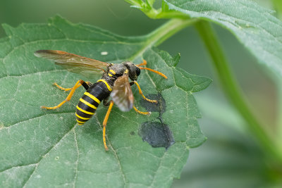 Tenthredo scrophulariae / Helmkruidbladwesp