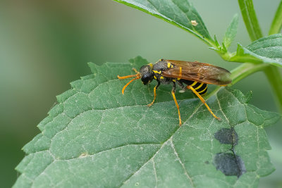 Helmkruidbladwesp / Tenthredo scrophulariae