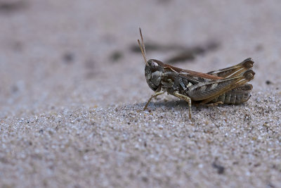 Knopsprietje / Myrmeleotettix maculatus
