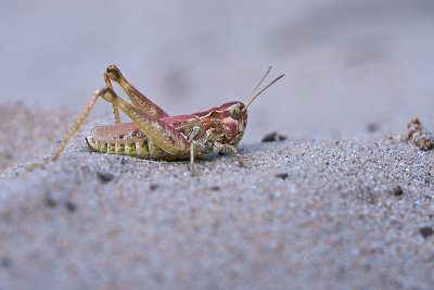 Knopsprietje / Myrmeleotettix maculatus