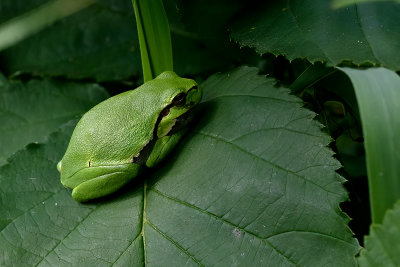 Boomkikker / Common tree frog