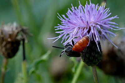 Grote bloedbij / Sphecodes albilabris