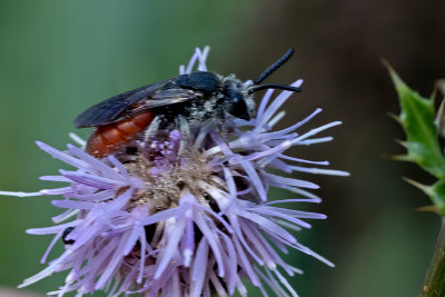 Grote bloedbij / Sphecodes albilabris