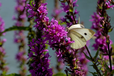 Klein koolwitje / Pieris rapae
