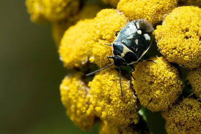 Koolschildwants / Eurydema oleracea