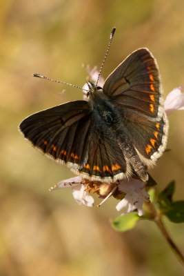 Bruin blauwtje / Aricia agestis