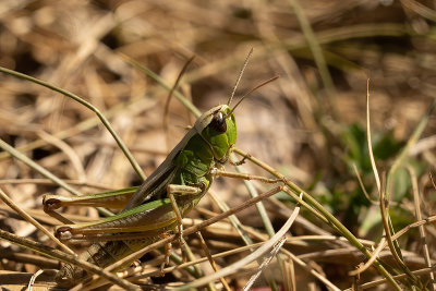 Krasser / Pseudochorthippus parallelus