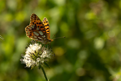 Kleine parelmoervlinder / Issoria lathonia