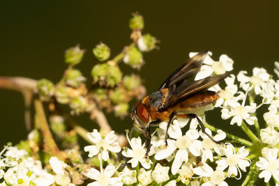 Wantssluipvlieg / Phasia hemiptera