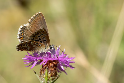Bleek blauwtje / Polyommatus coridon