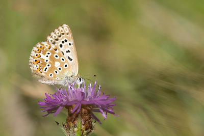 Bleek blauwtje / Polyommatus coridon
