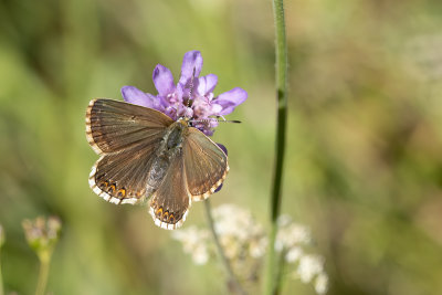 Bleek blauwtje / Polyommatus coridon