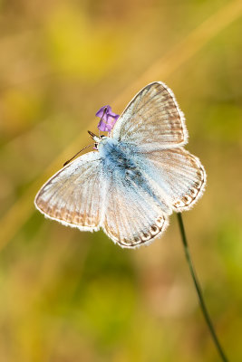 Bleek blauwtje / Polyommatus coridon