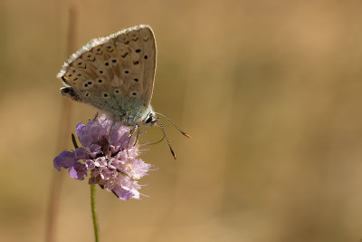 Bleek blauwtje / Polyommatus coridon