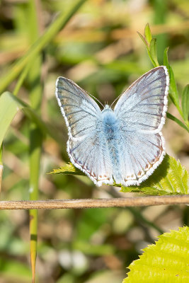 Bleek blauwtje / Polyommatus coridon
