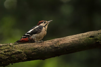 Grote Bonte Specht / Great Spotted Woodpecker
