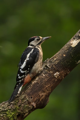 Middle spotted woodpecker / Middelste bonte specht