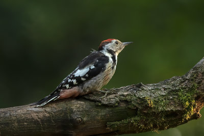Middle spotted woodpecker / Middelste bonte specht