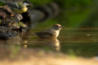 Zwartkop / Blackcap